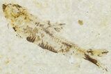 Plate of Two Fossil Fish (Knightia) - Wyoming #295661-2